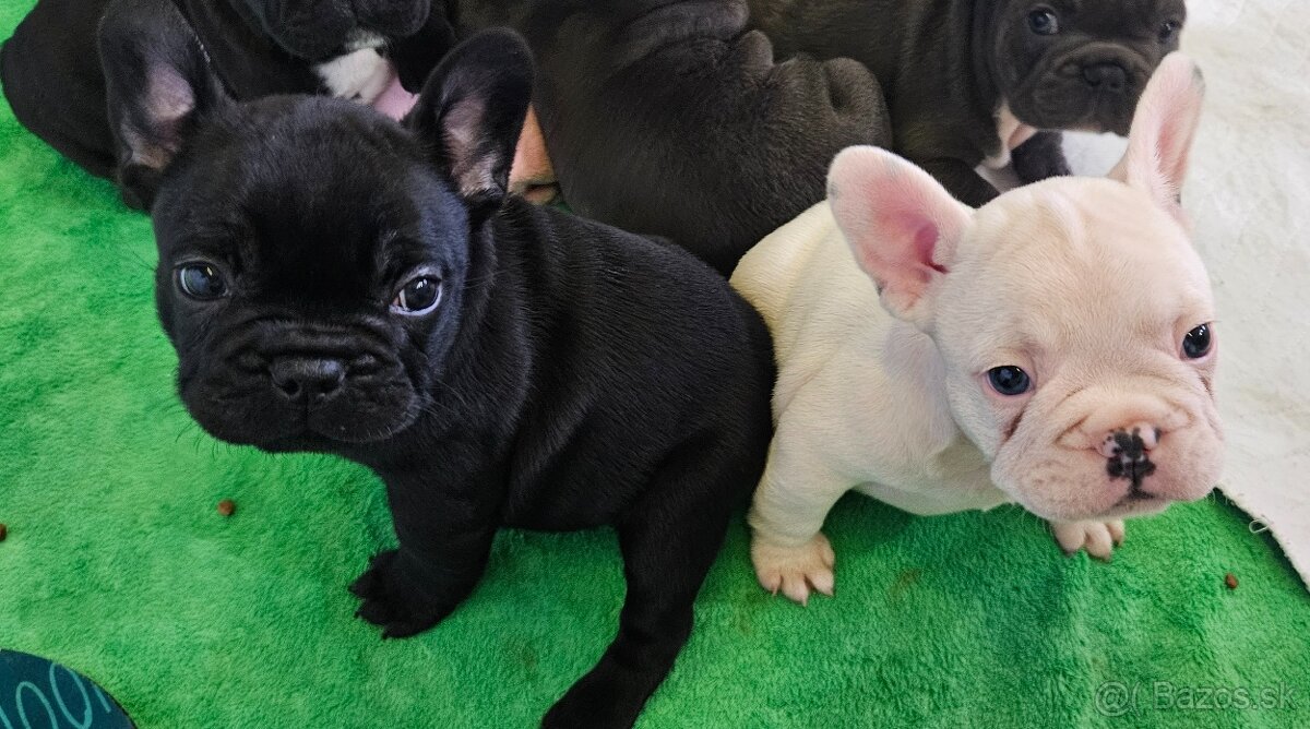 Francúzský buldoček - 4