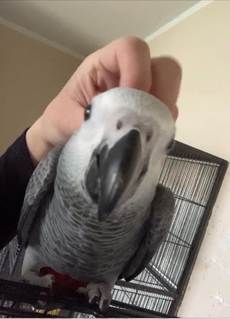 Mláďatká žako Kongo - 4