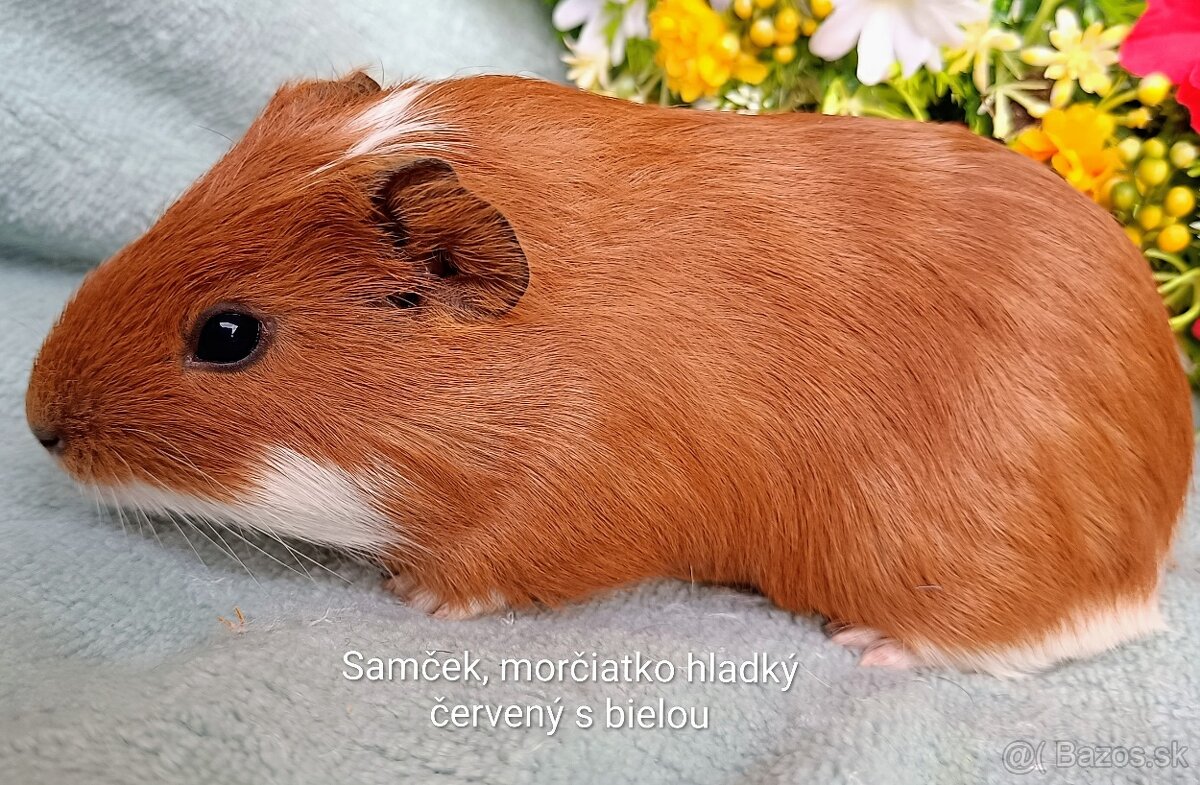 Morča/Morčiatka samčekovia - 4
