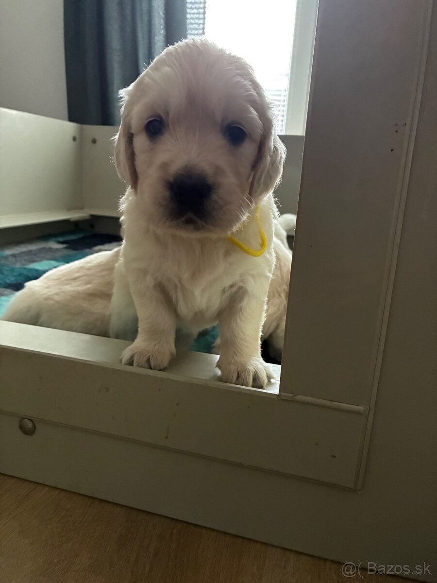 Zlatý retriever - šteniatka s PP - 4