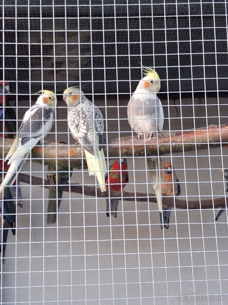 Rozela Penant +korely - 4