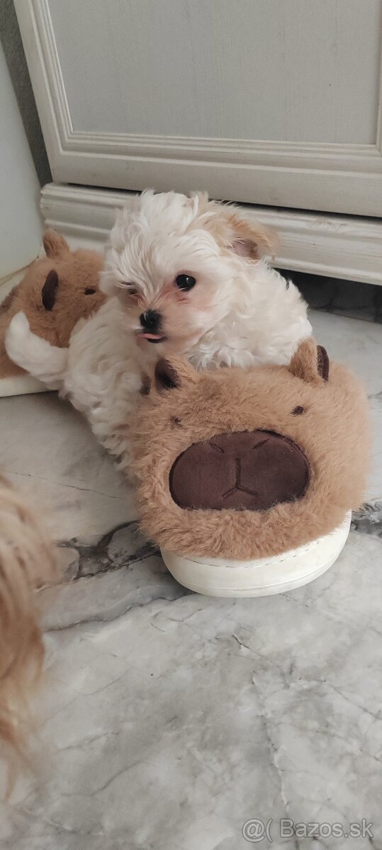 Predám Yorkshire terrier mini - 4