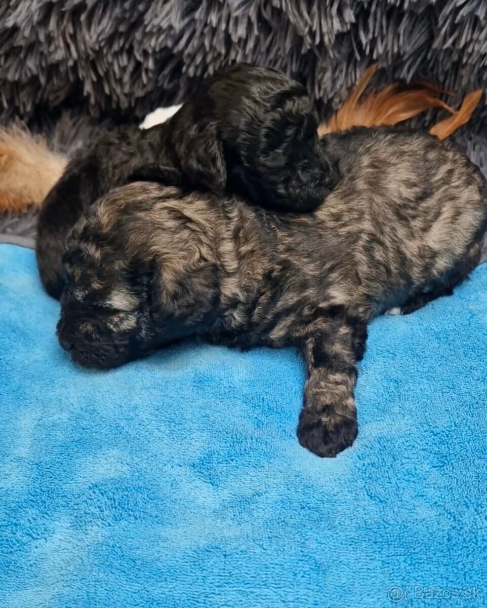 Maltipoo - 4