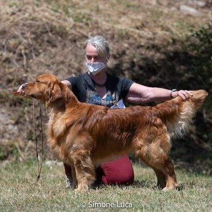 Zlatý Retriever / Golden Retriever s PP - 4