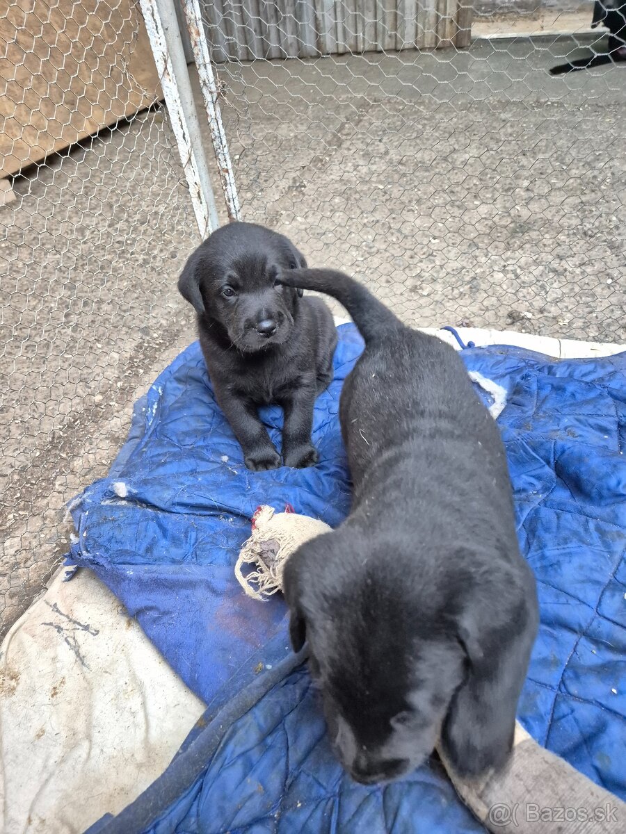 Labrador Retriever - 4