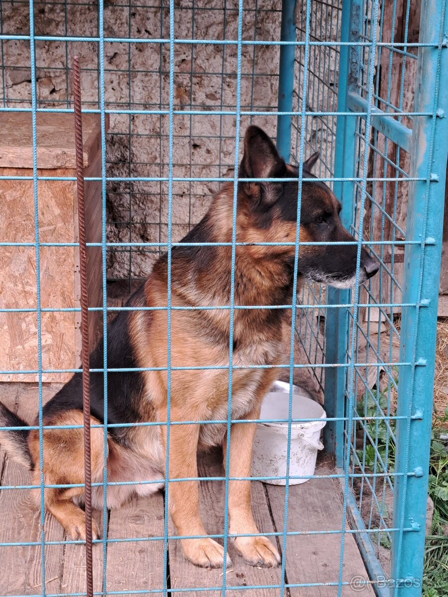 Predám šteňatá nemevký ovčiak - 4