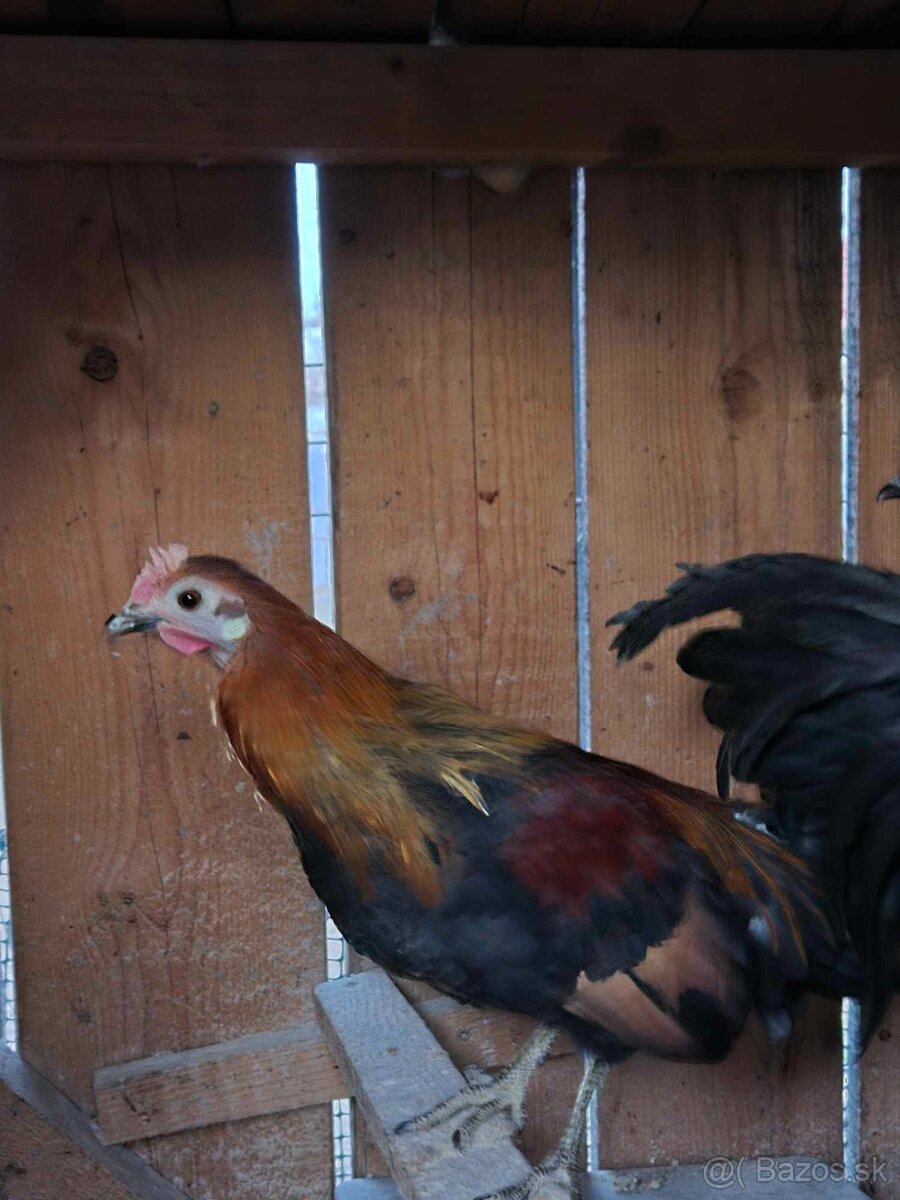 Kur bankivský - predám tohtoročný odchov- kohúty - 4
