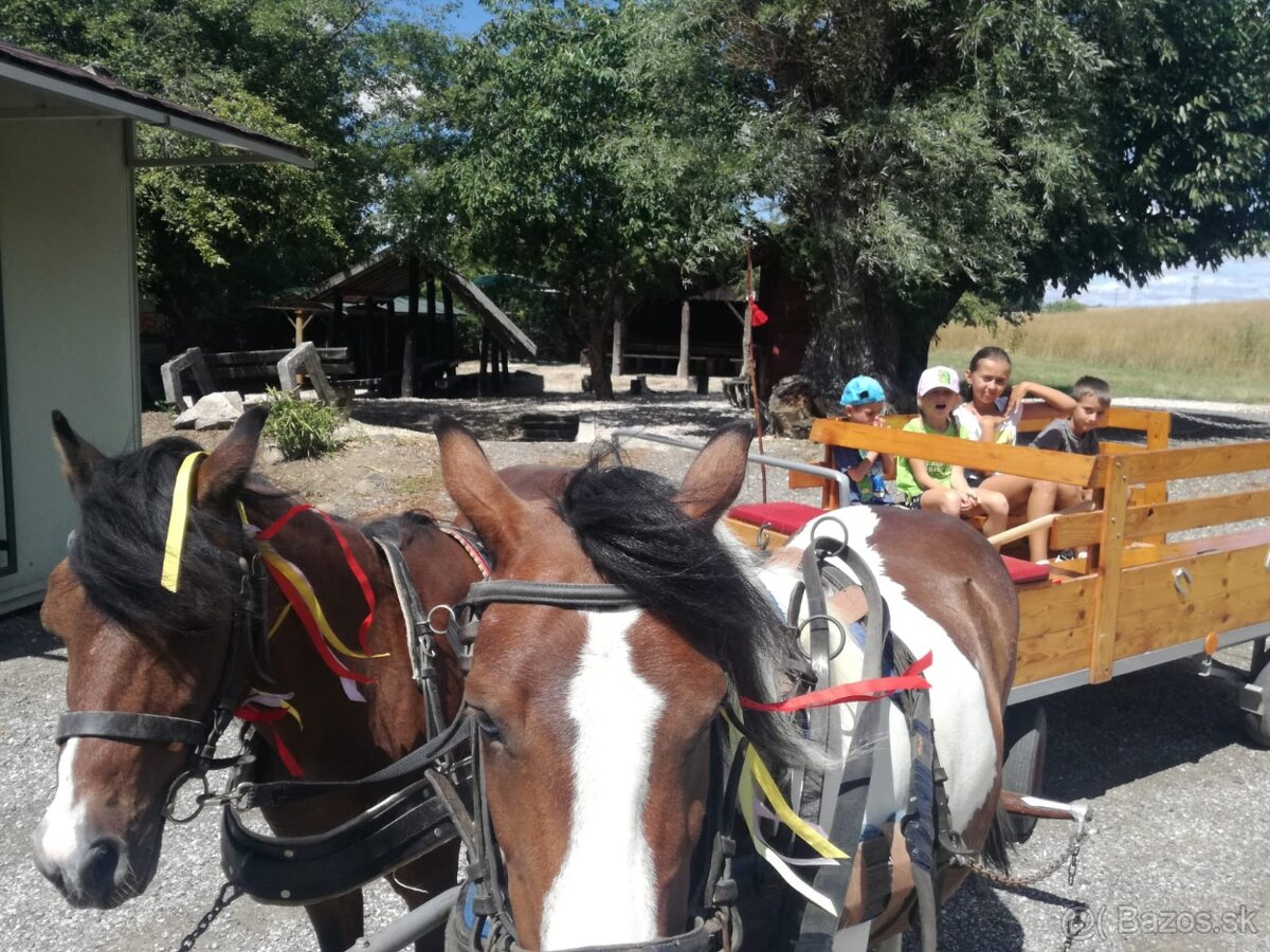 welsh krasne kobylky - 4