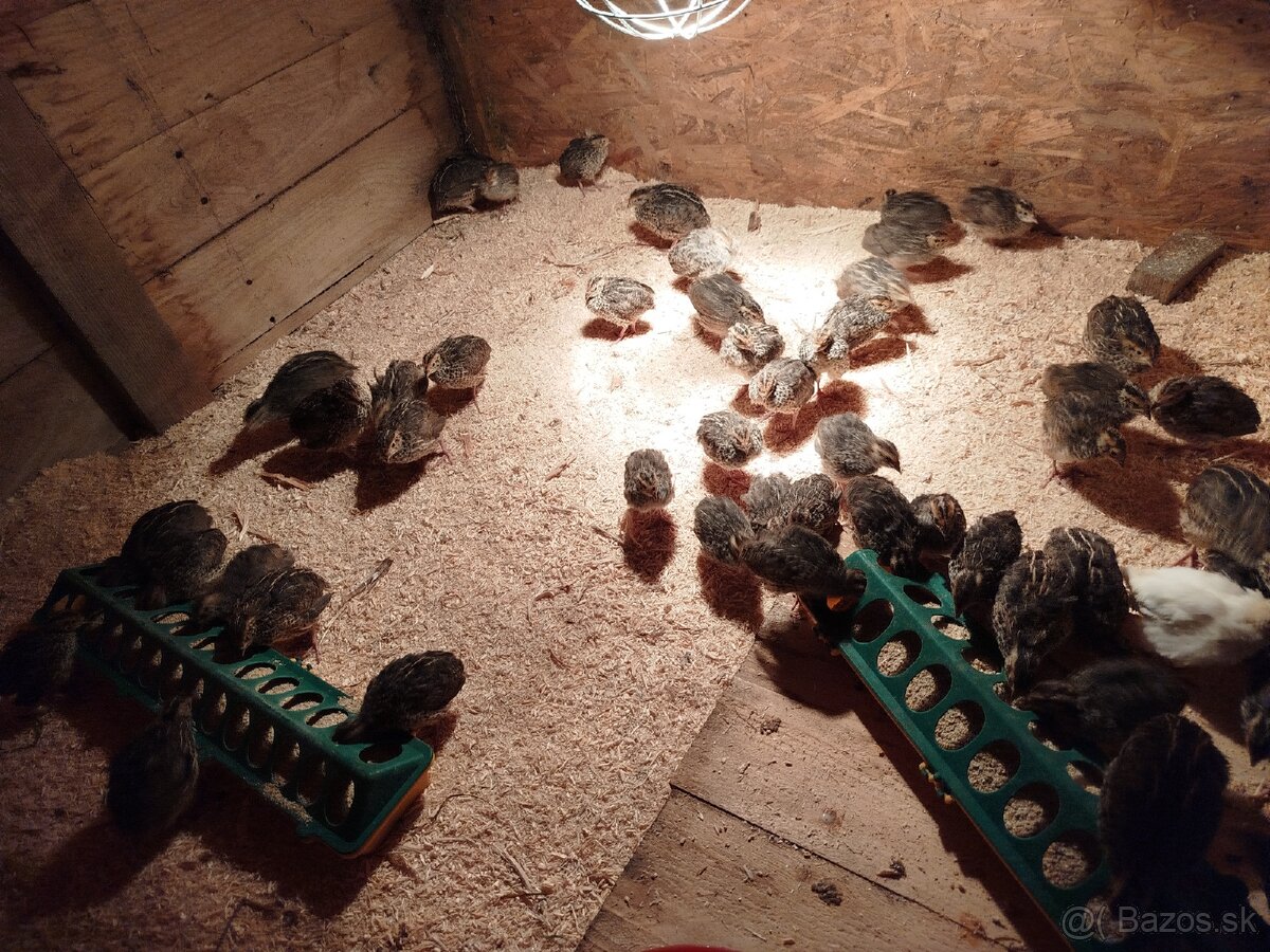 Japonské prepelice - 4