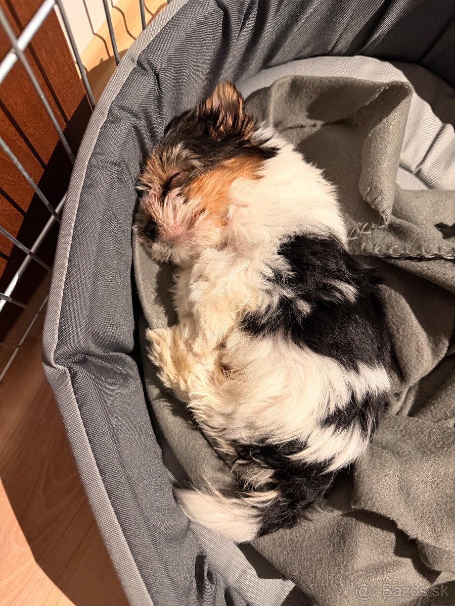 Yorkshire Biewer - 4