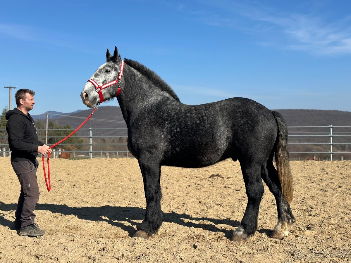 Valach na predaj - percheron - 4