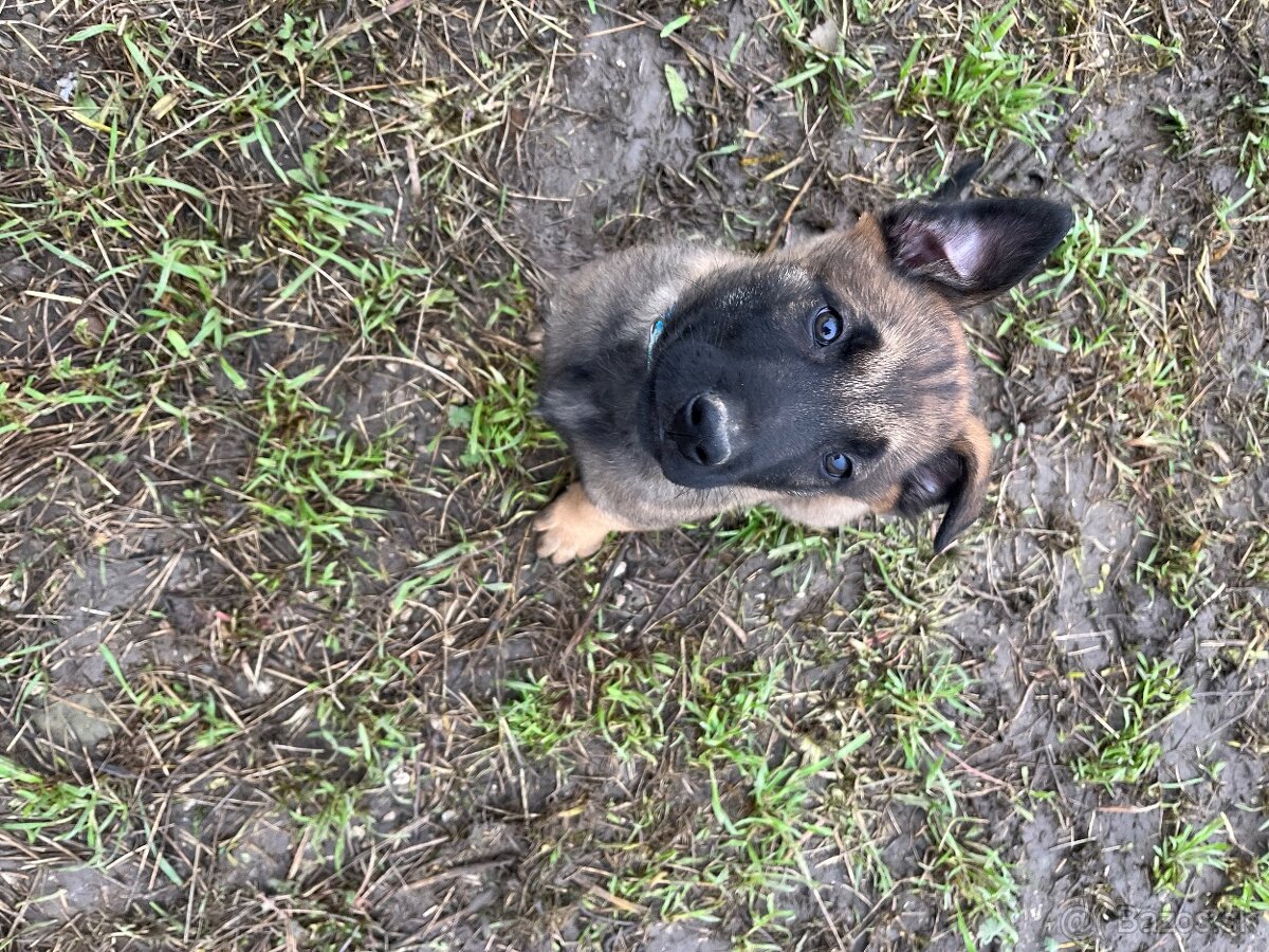 Belgicky ovciak X nemecky ovciak - 4