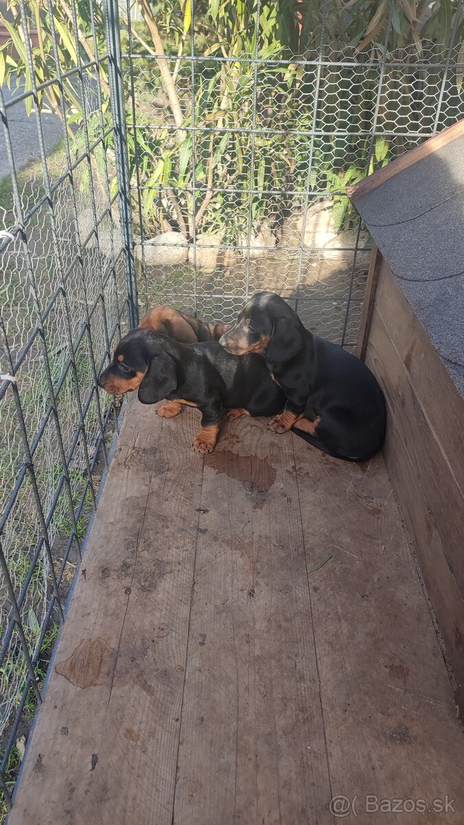 Jazvecík standart - 4