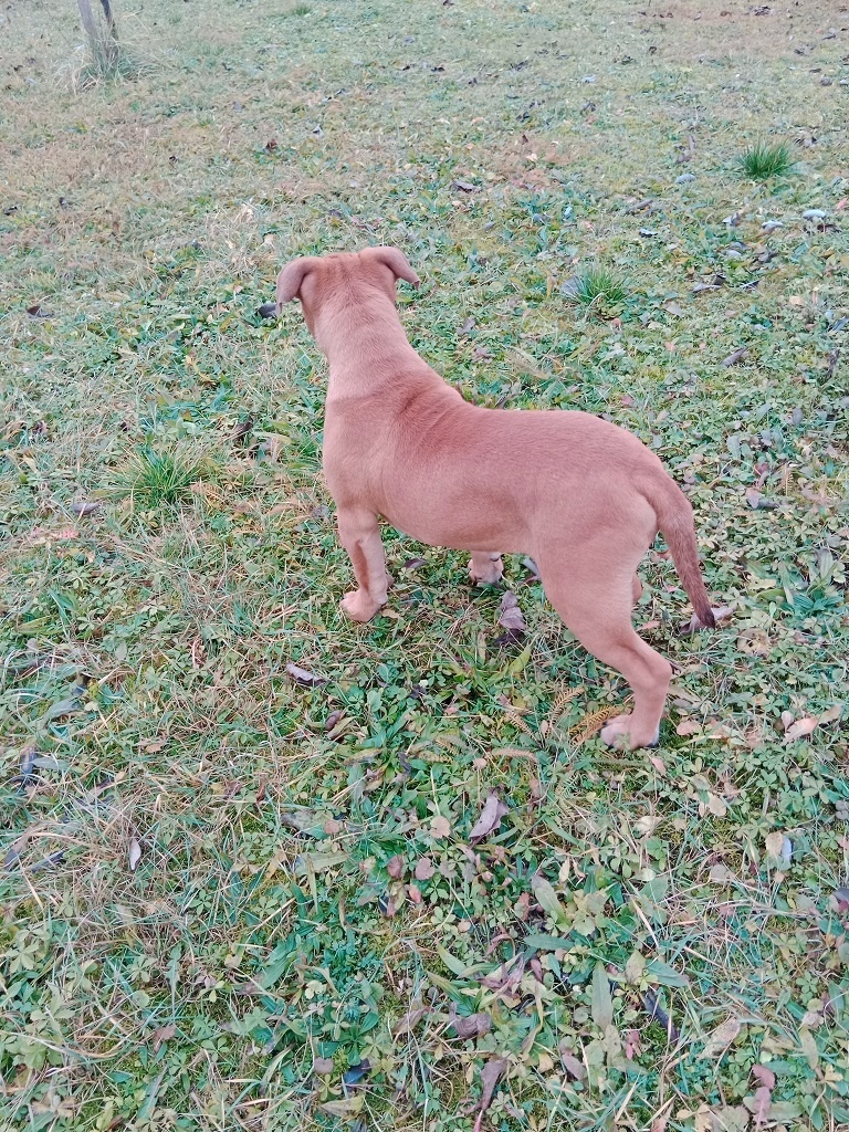 Kontinentálny buldog - 4