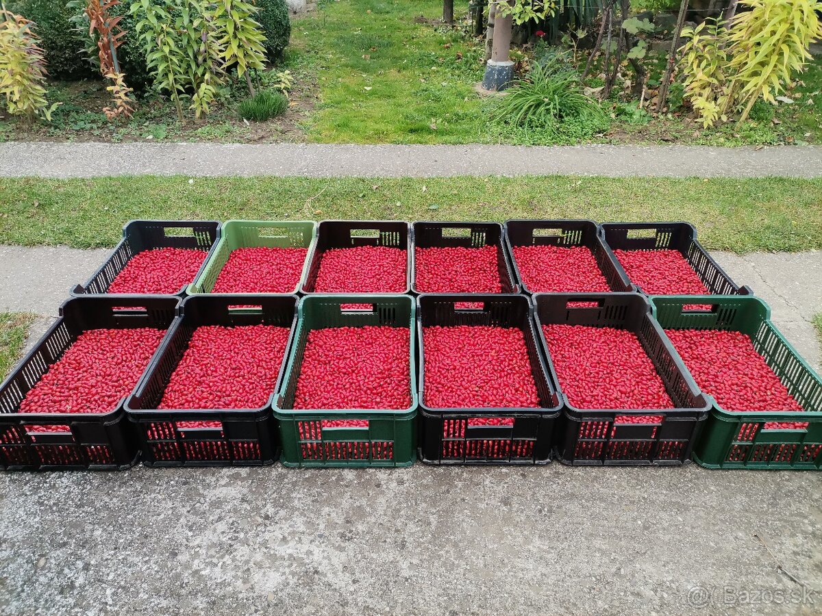 Šipkovy sirup na imunitu -čerstvé šípky - 4