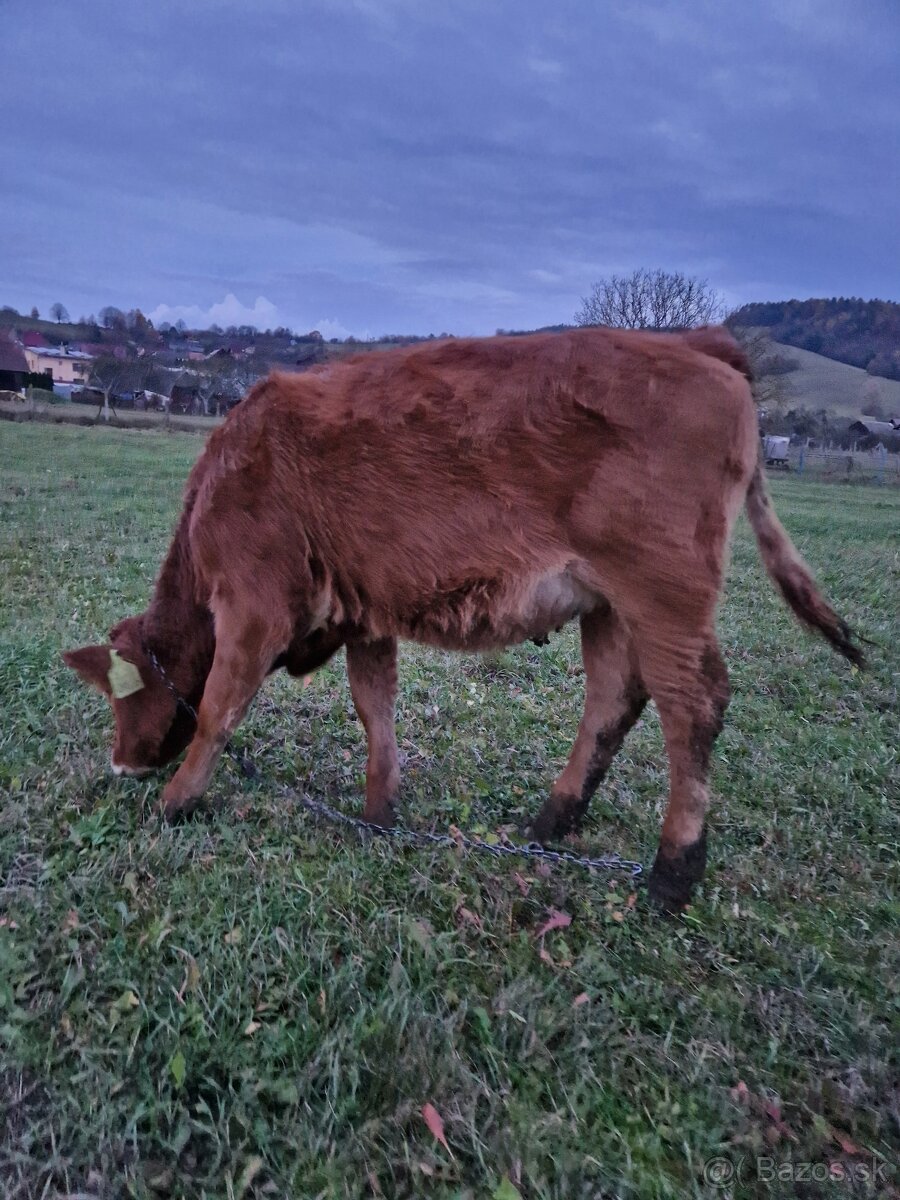 Predám jalovicku (jalovicu, teľa, býka, býčka ) za výhodnú - 4