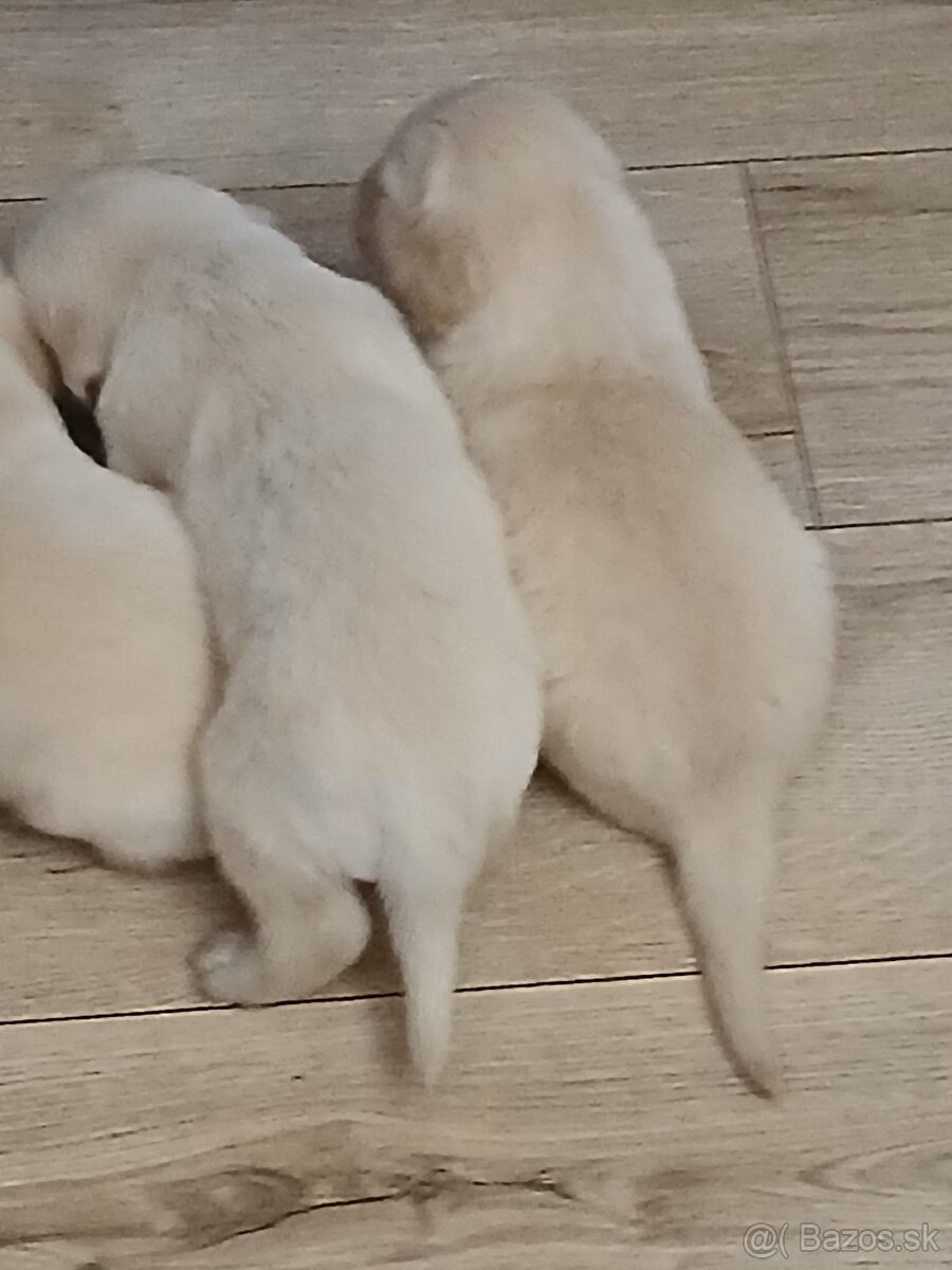 Predám šteniatka Zlatý retriver - 4