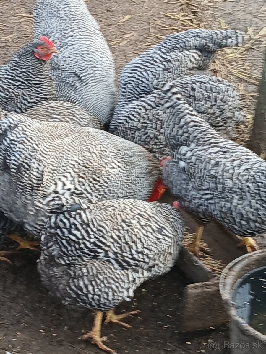 Predám nasado ve vajcia Amrox - 4