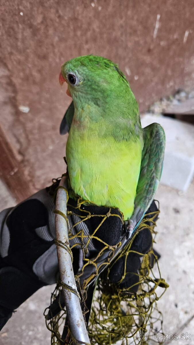 Baraband, papagaj nadherný - 4