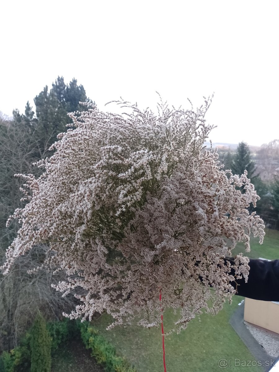 Sušena statica biela na vence 1kytica/8€ - 4