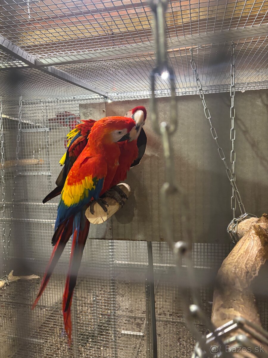 Kakadu inka , Ara arakanga - 4