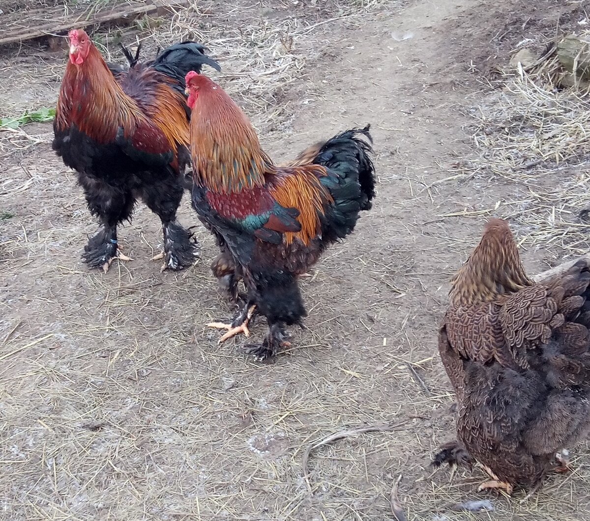 Brahmanka jarabičia NV - 4