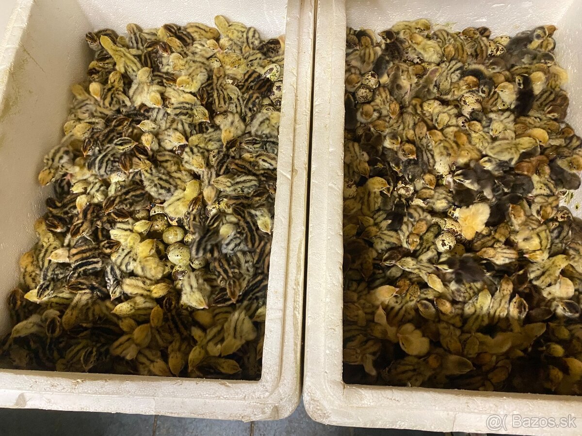 Násadové vajíčka - 4