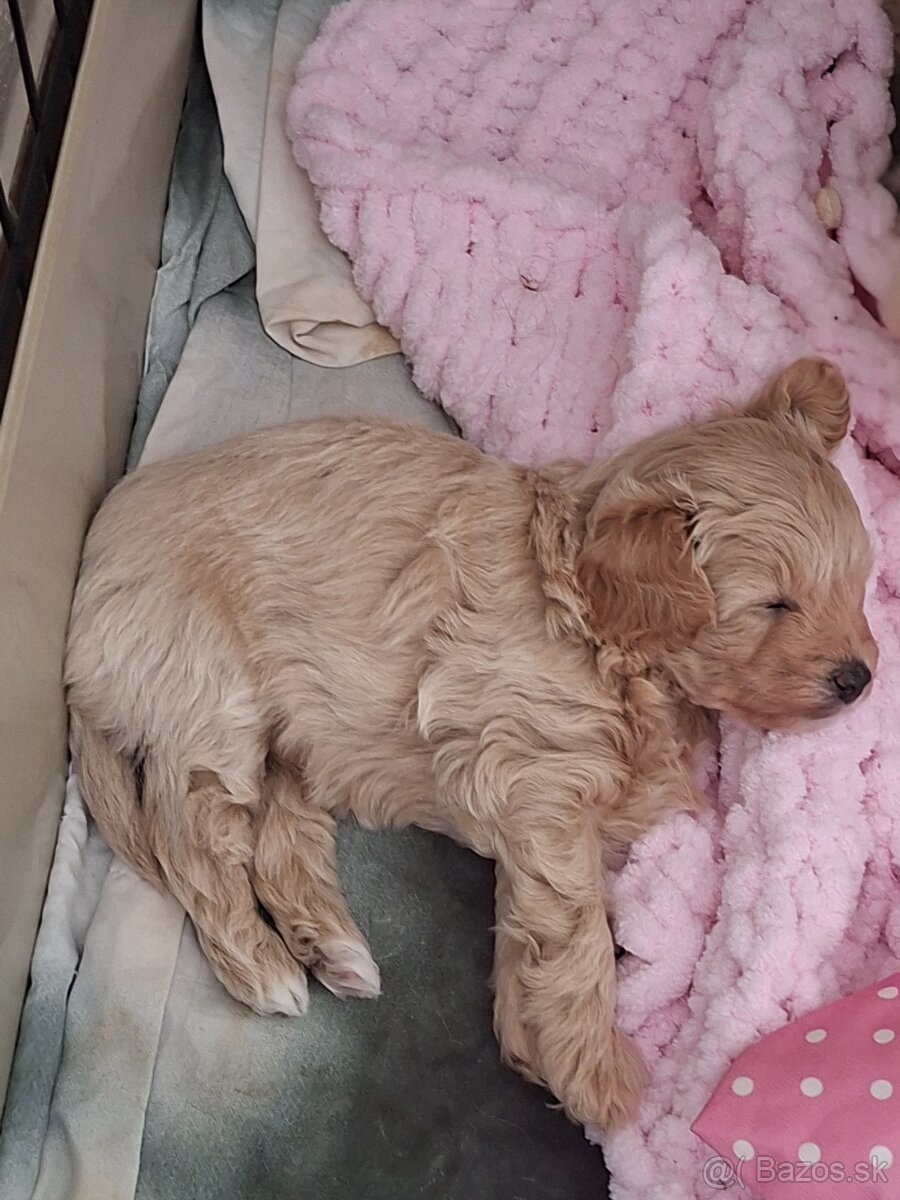 Maltipoo - 4