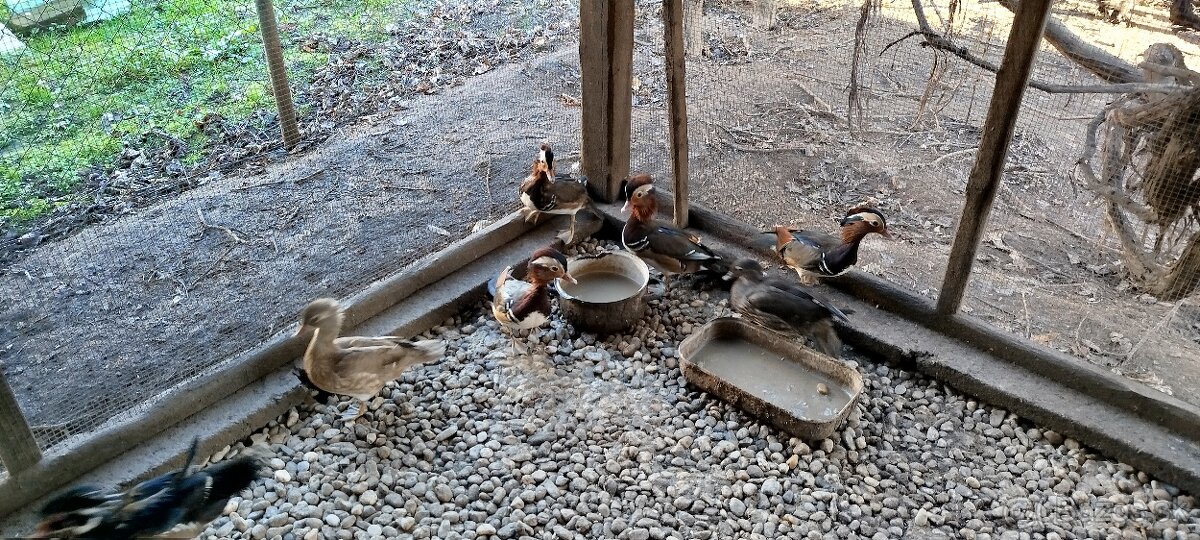 Predám Kačice Mandarinske - 4