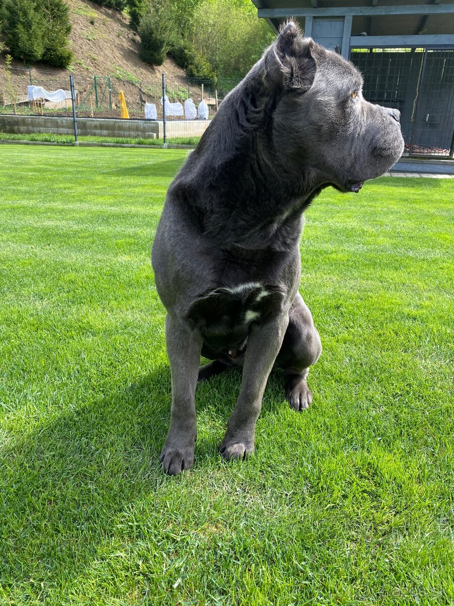 Cane corso krytie - 4