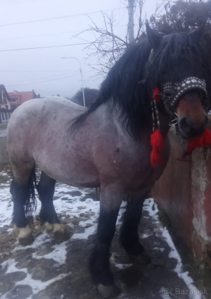 Predám-vymením ťažného žrebca - 4