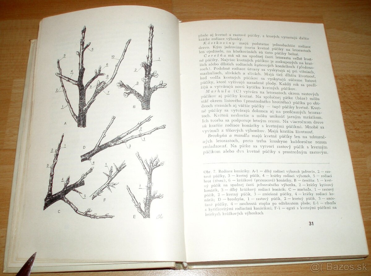 Rez a tvarovanie ovocných drevín - 4