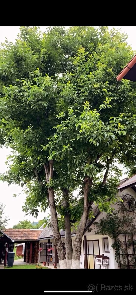 Orazávanie a výrub stromov - 4