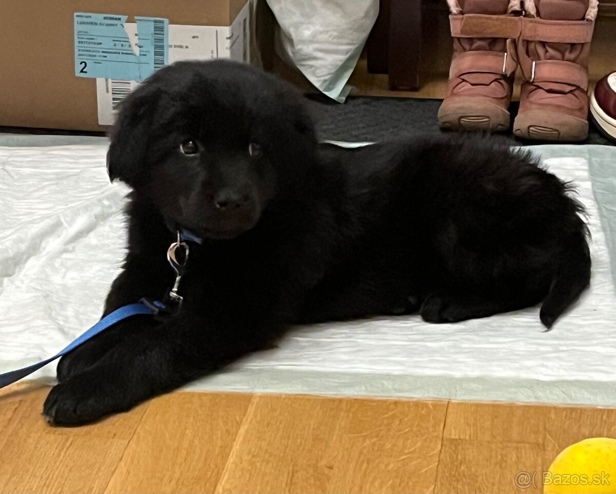 Darujem šteniatko - 4