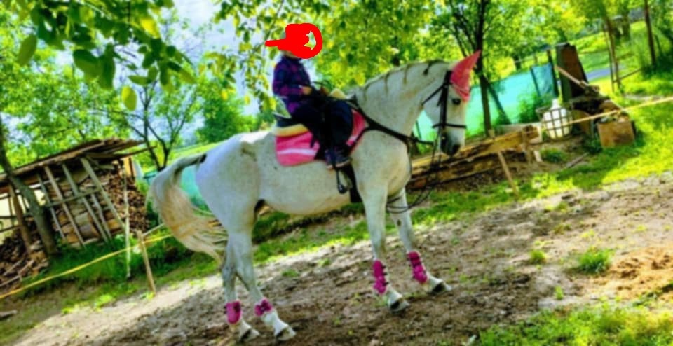 Predám 14 ročnú kobylku shagia arab - 4