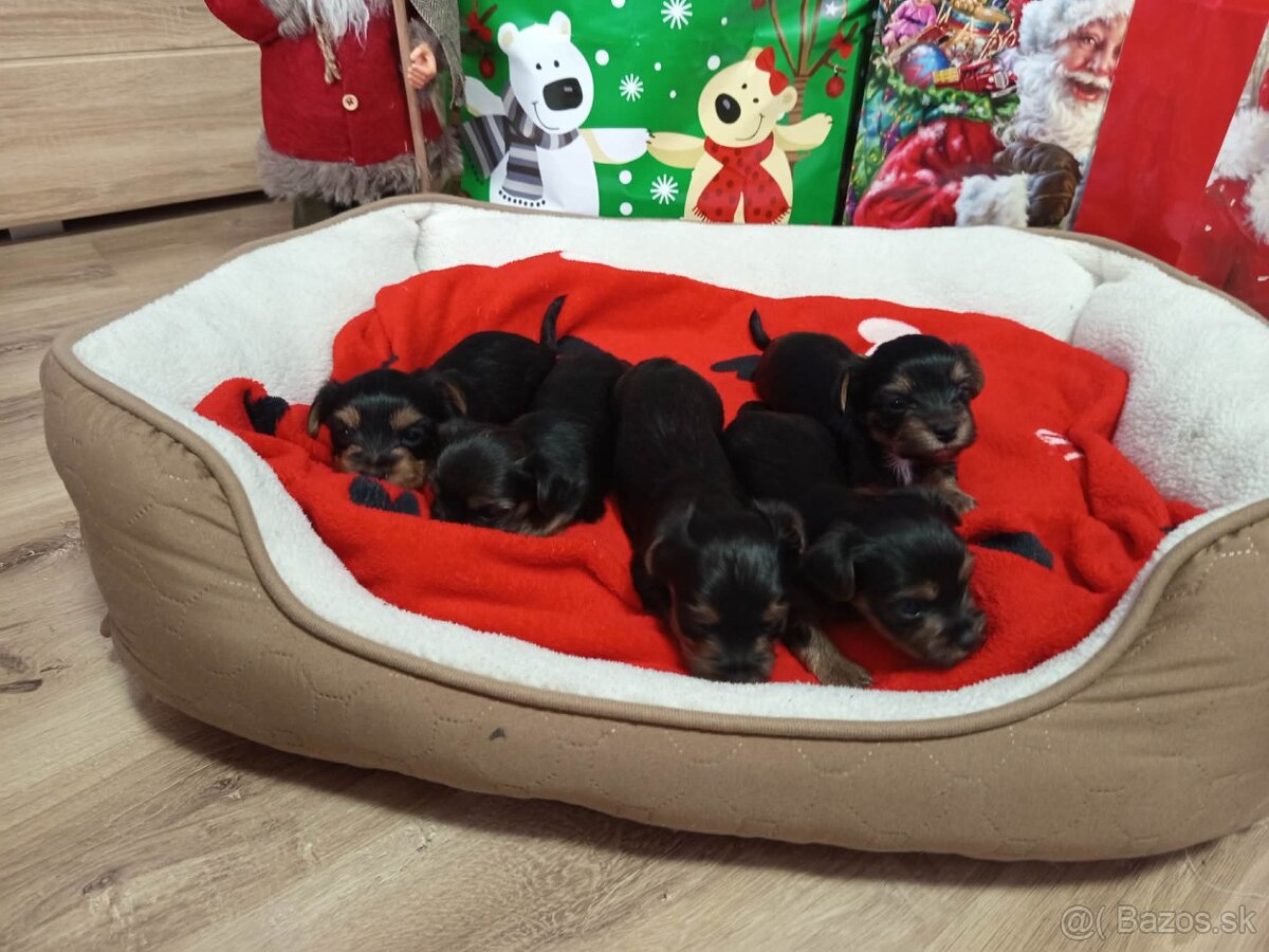 Yorkshirsky terier - 4