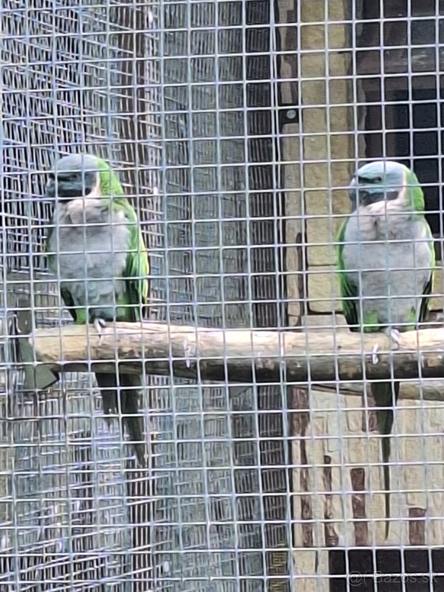 Alexander cinsky - 4