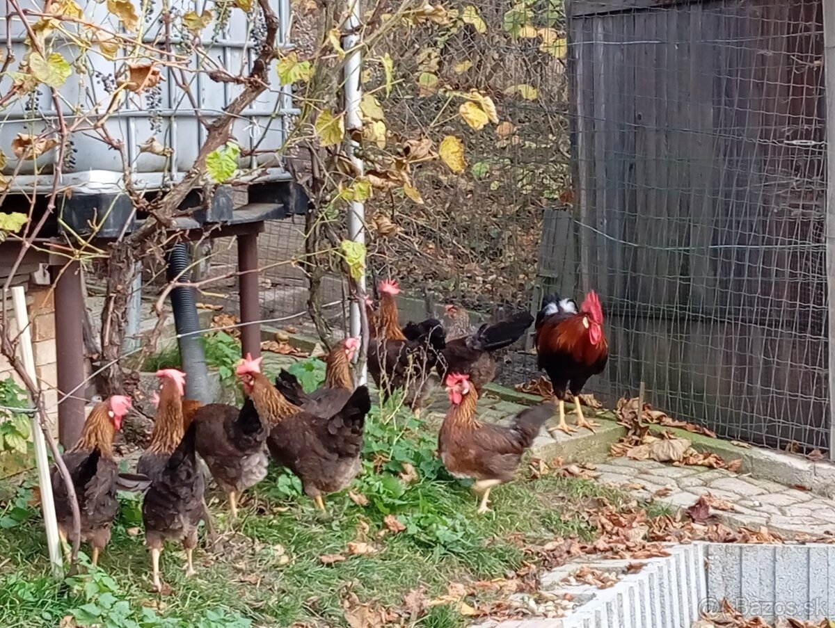 Vlaška jarabičia -leghorn brown - 4