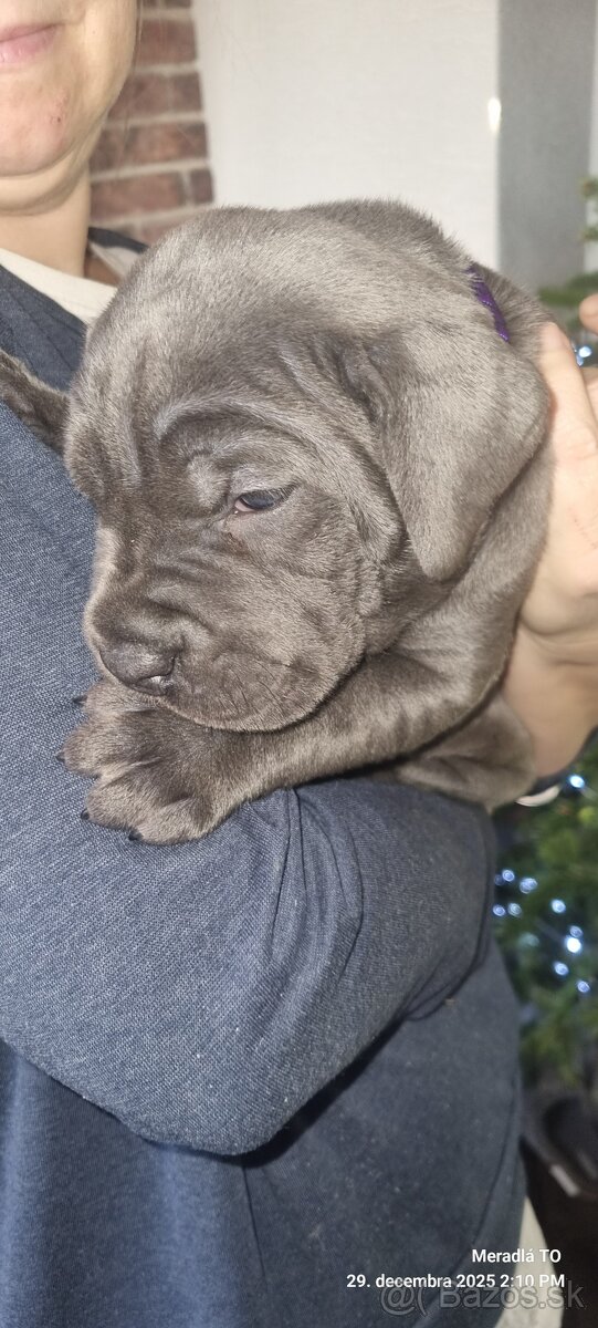 Cane Corso - 4