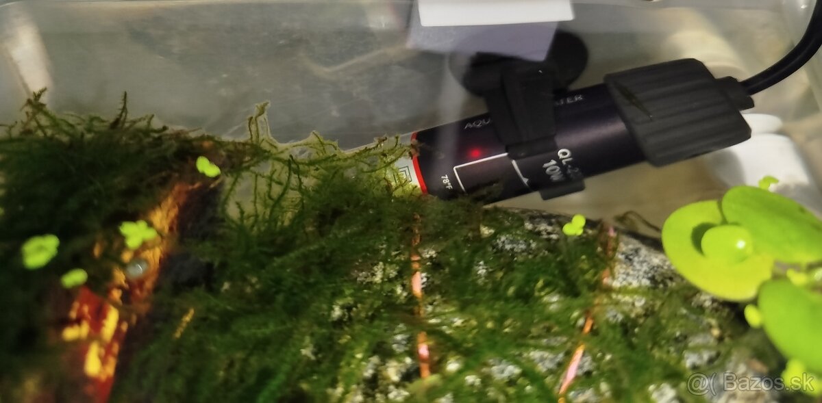 Mini ohrievač do akvária 10W + teplomer zdarma - 4