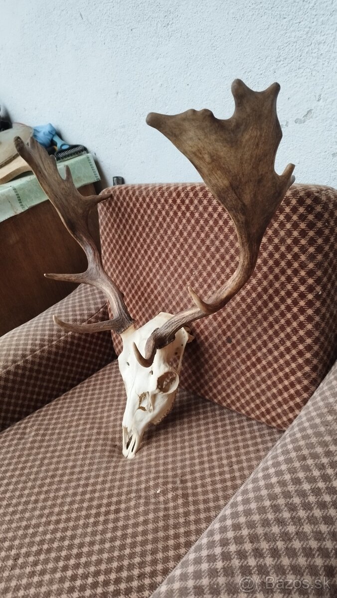 Predám trofej Daniela parožie zhody trofeje. - 4