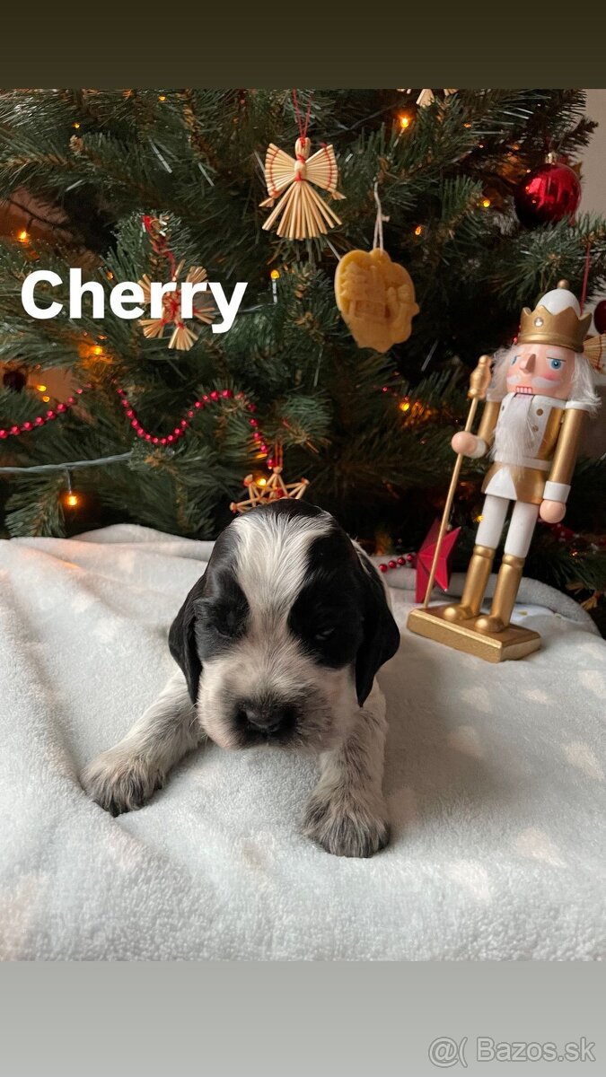 Anglický kokeršpaniel – šteniatka s PP - 4