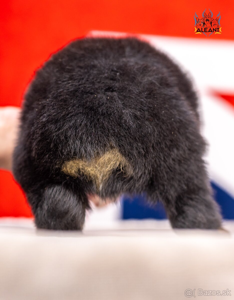 Miniaturní americký ovčák - 4