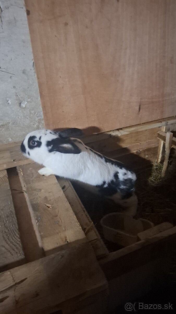 Predam kraliky - 4