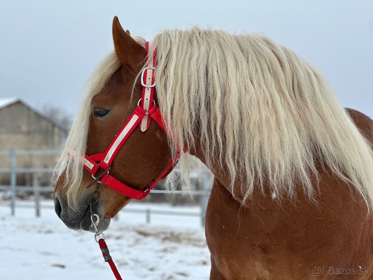 Švédsky Ardén - plemenný žrebec - 4