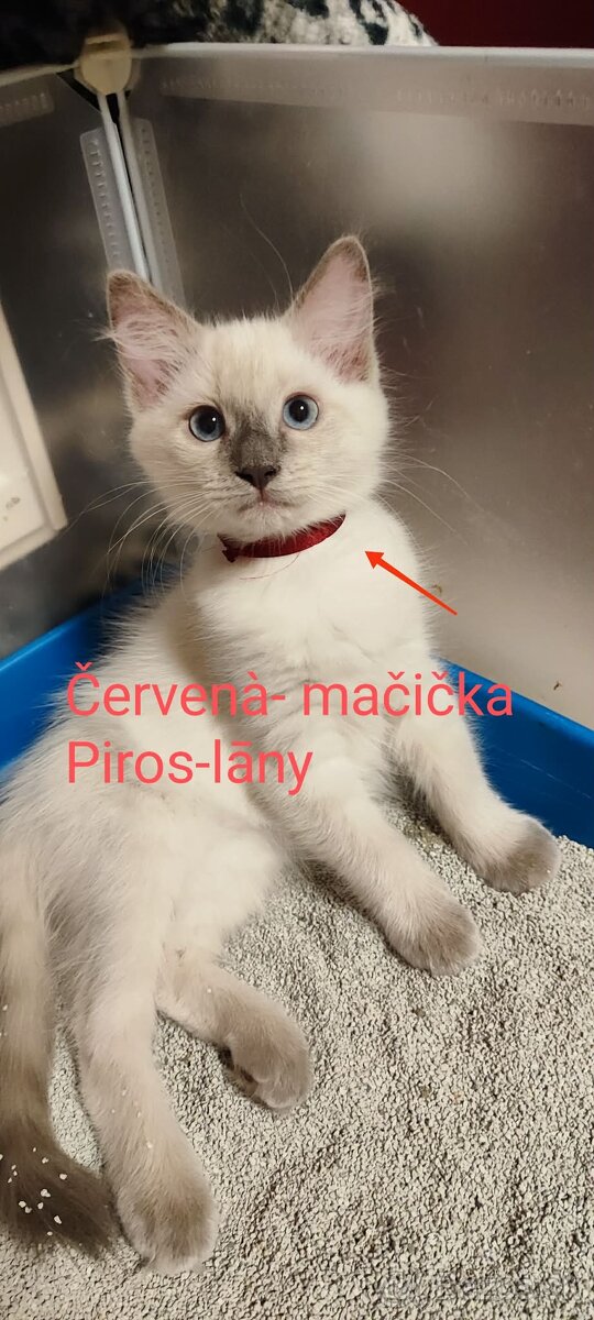 Ragdoll mačiatká bez pp - 4
