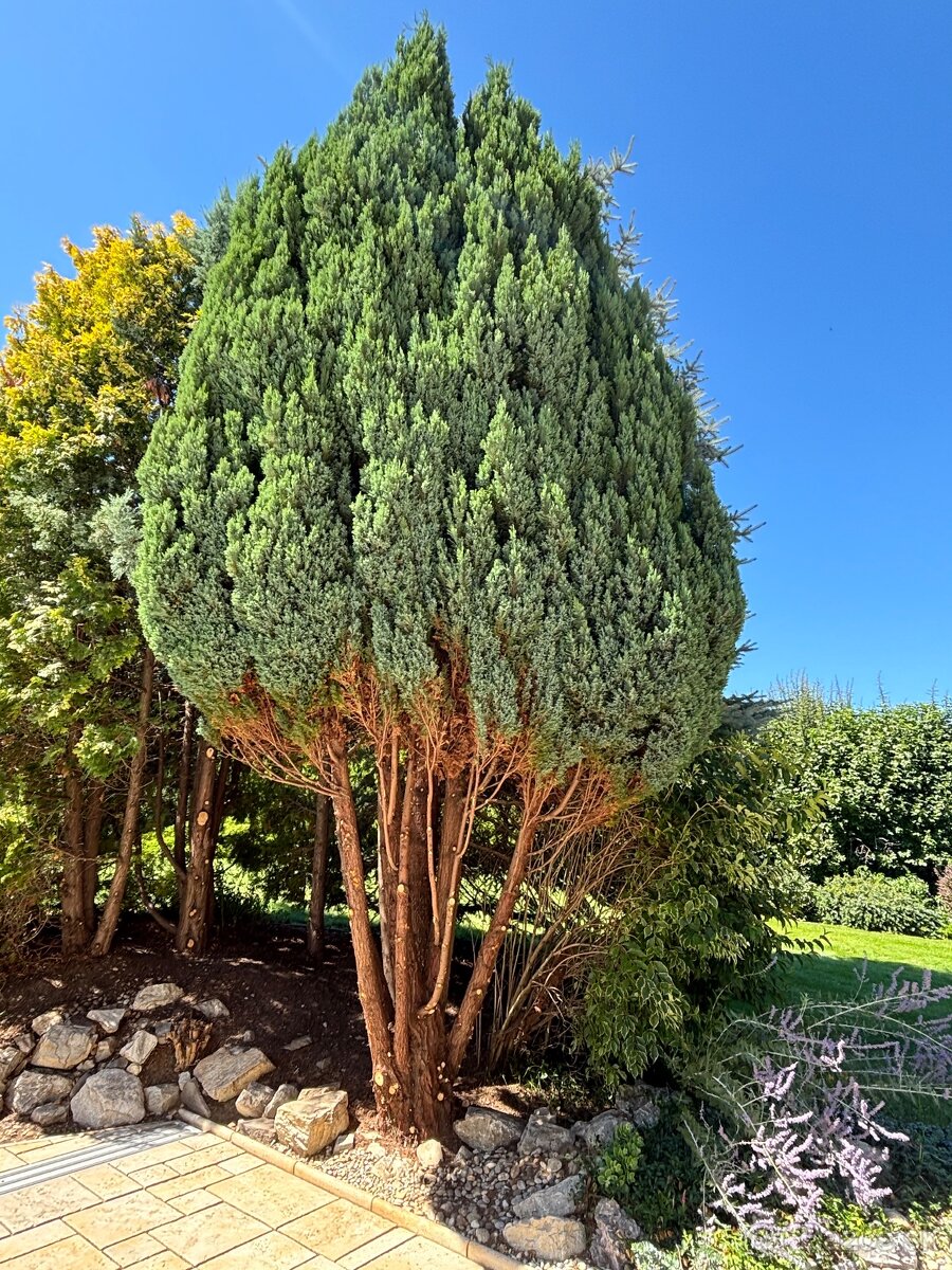 Úprava záhrad a živých plotov, vypiľovanie tují, kosenie - 4