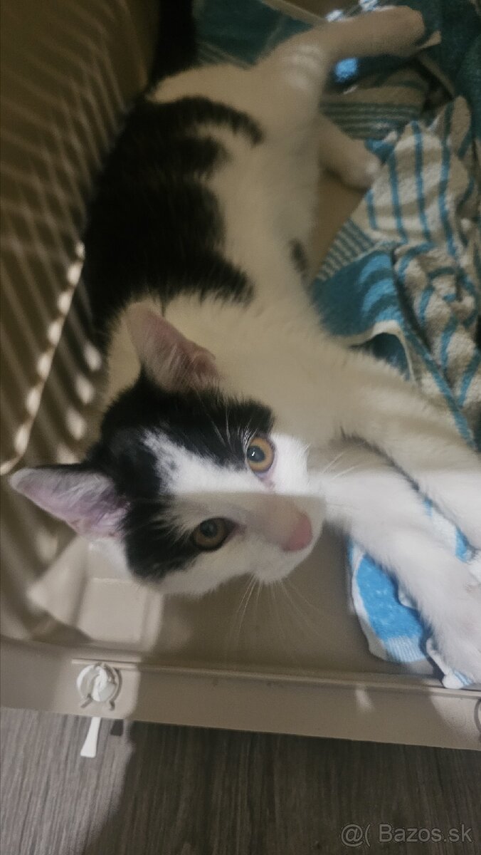 Darujem 4,5 mesačného kocúrika - 4