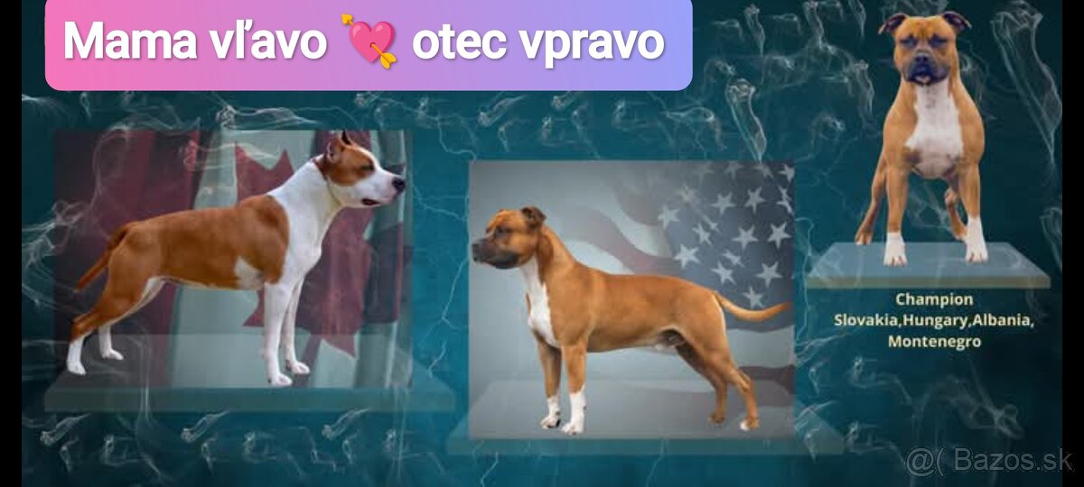 Pes na krytie s PP Americký stafordšírsky teriér - 4