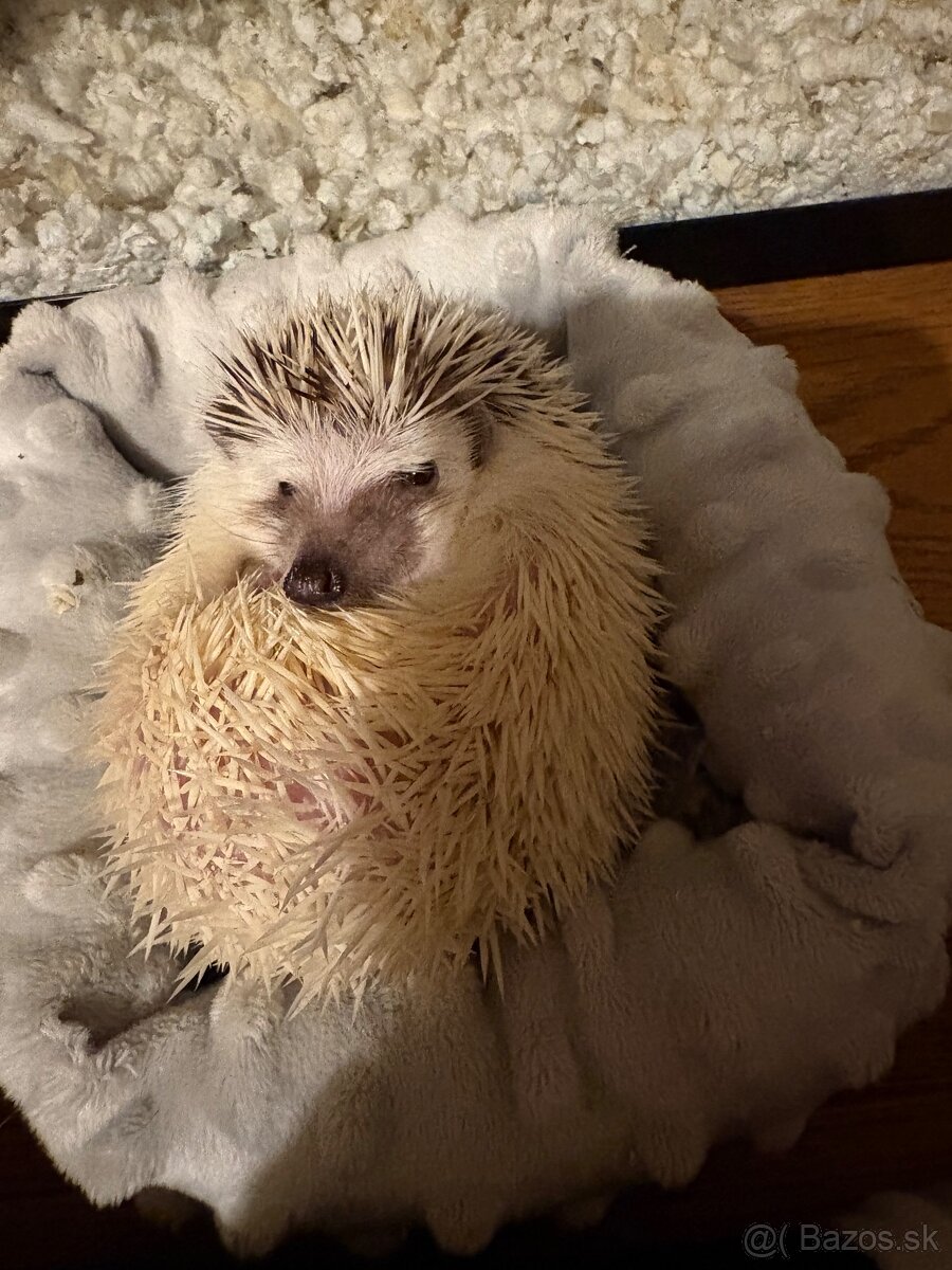 Ježkov Bielobruchý - 4